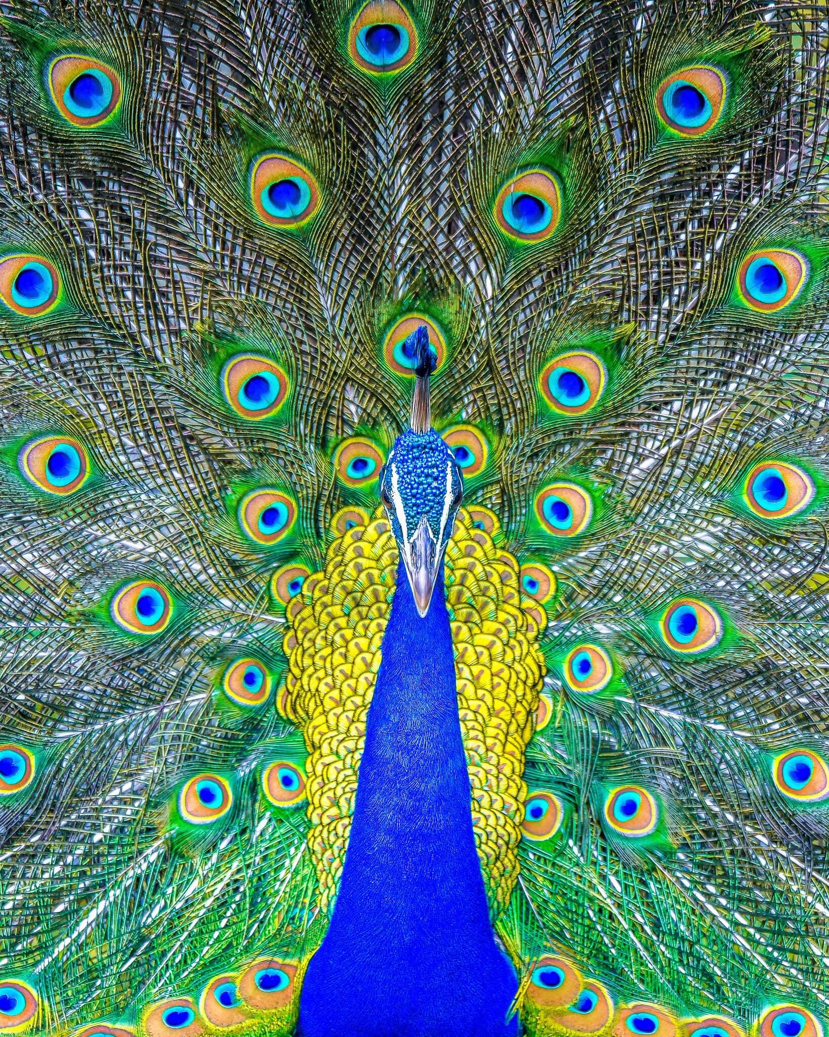 Peacock