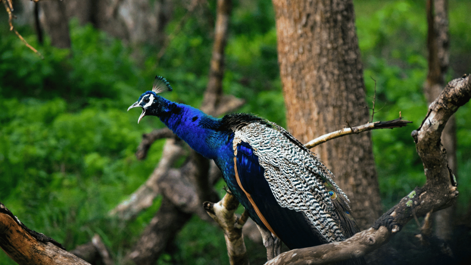 Sri Lanka Safari 1 (1)