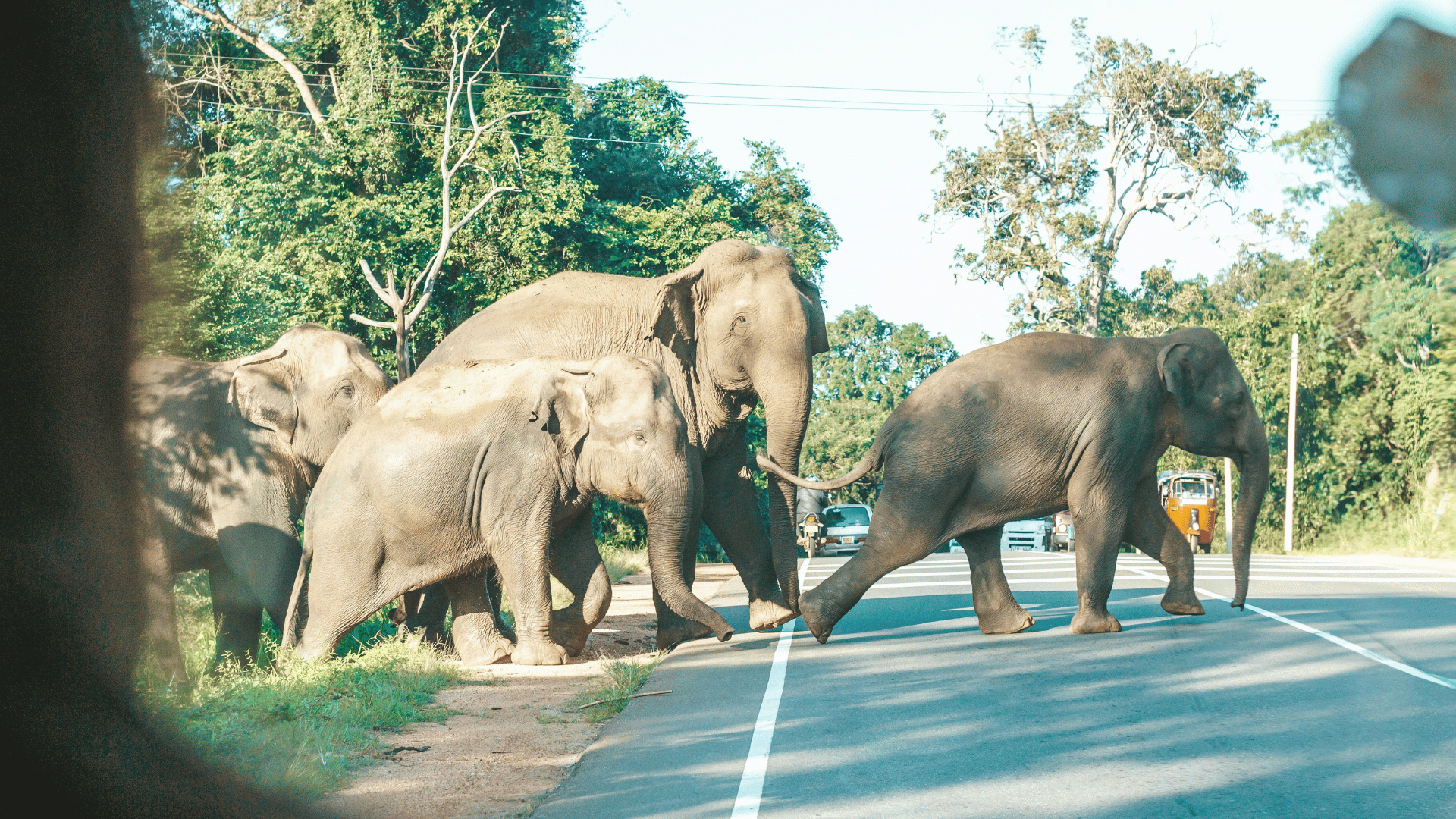 Sri Lanka Safari 1 (11)