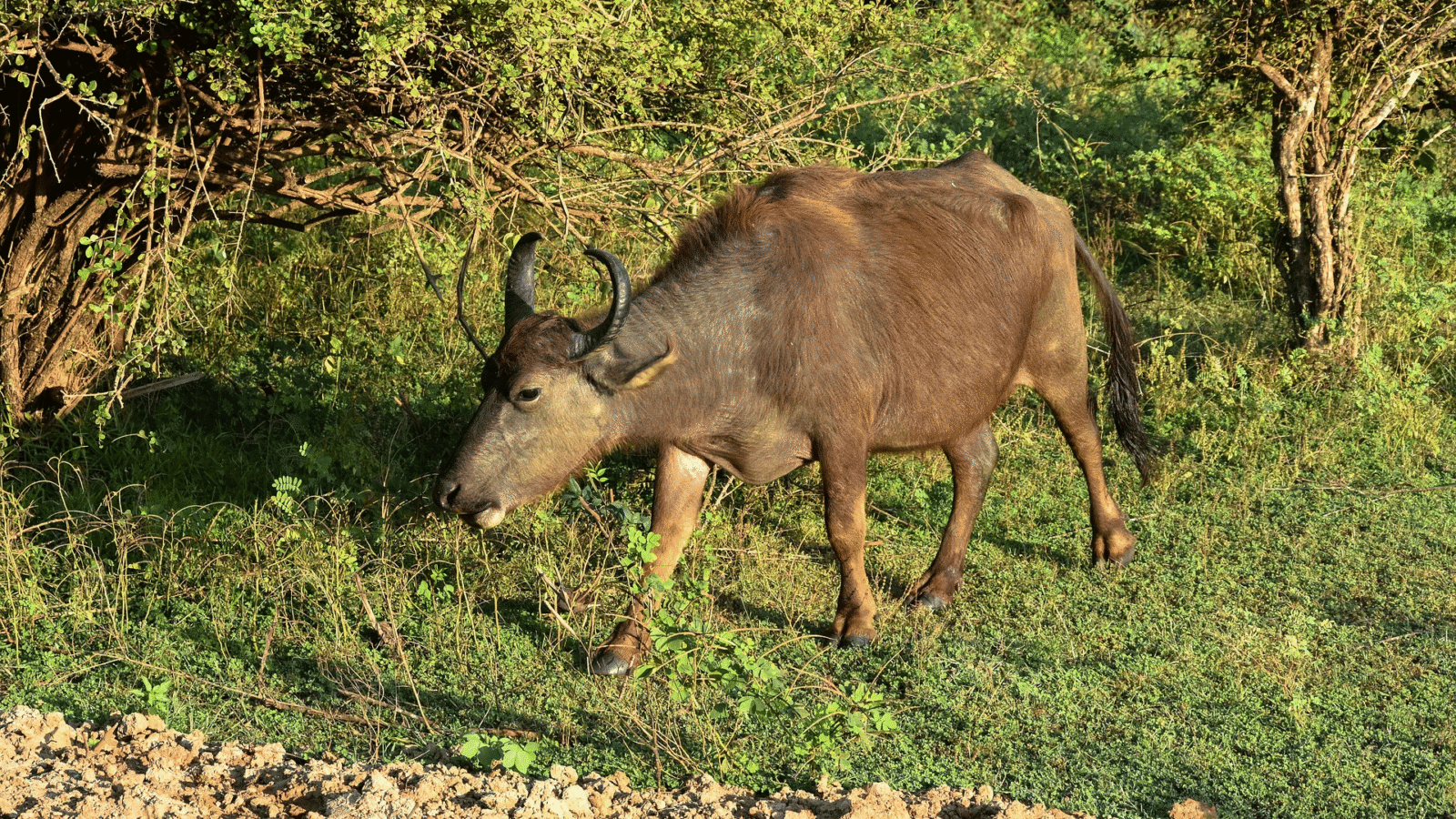 Sri Lanka Safari 1 (4)