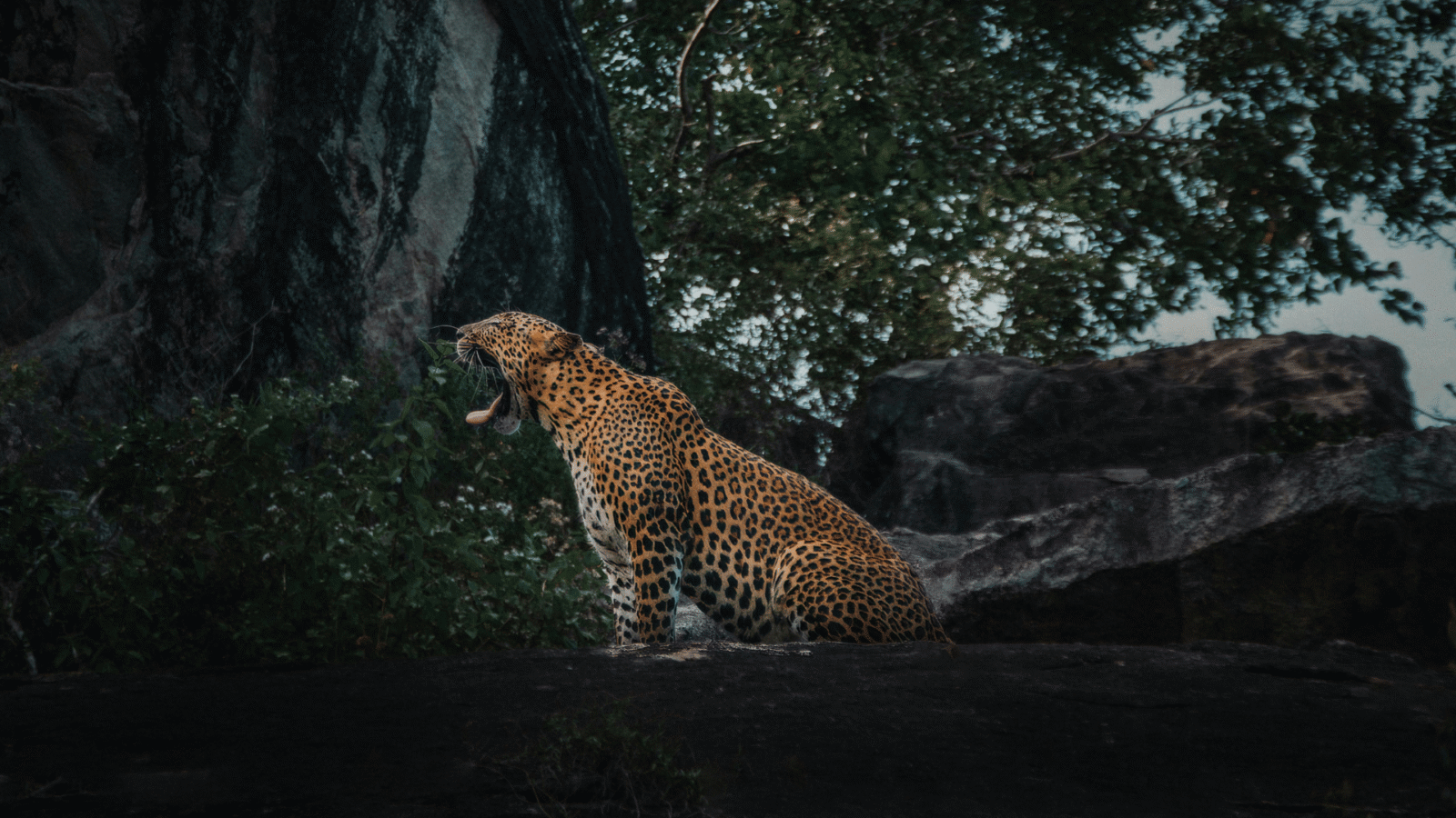 Sri Lanka Safari 1 (6)
