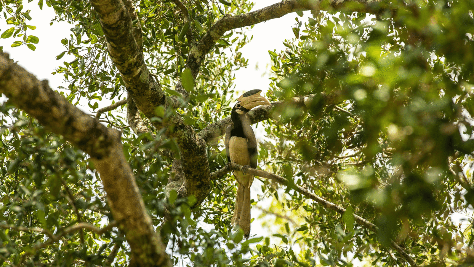 Sri Lanka Safari 1 (8)