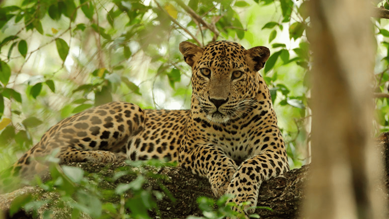 Sri Lanka Safari (1)