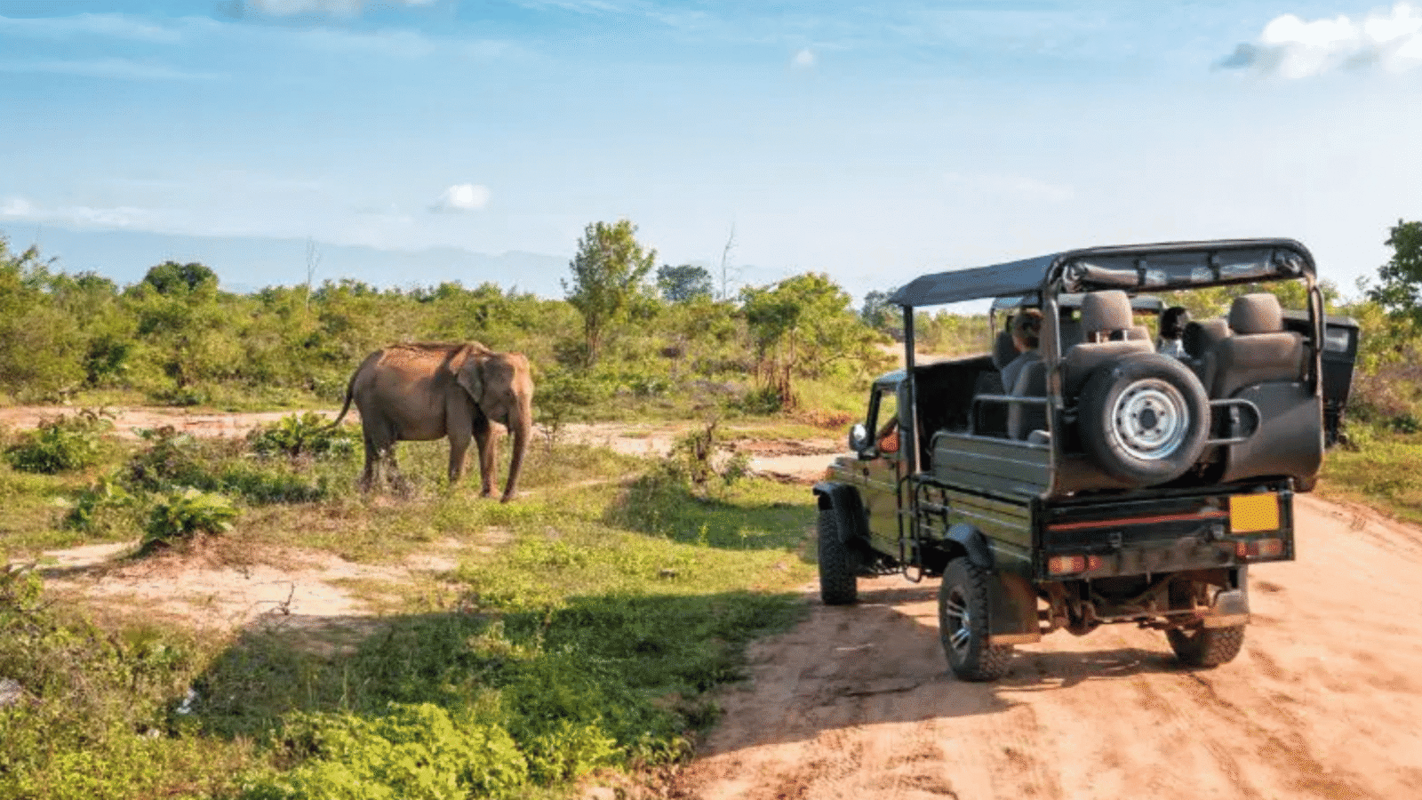 Wildlife Safaris