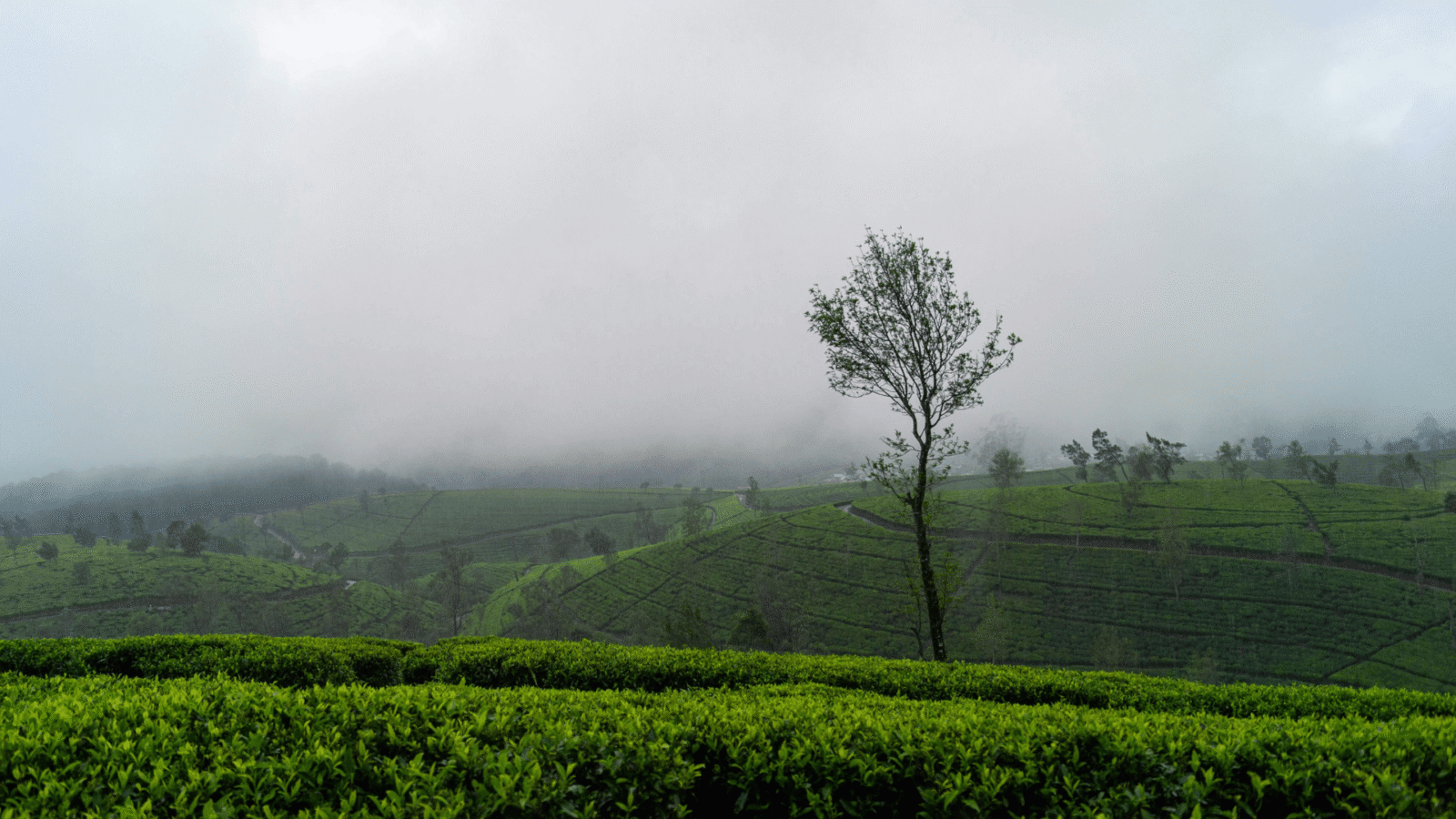Tea Plantation Sri Lanka (1)