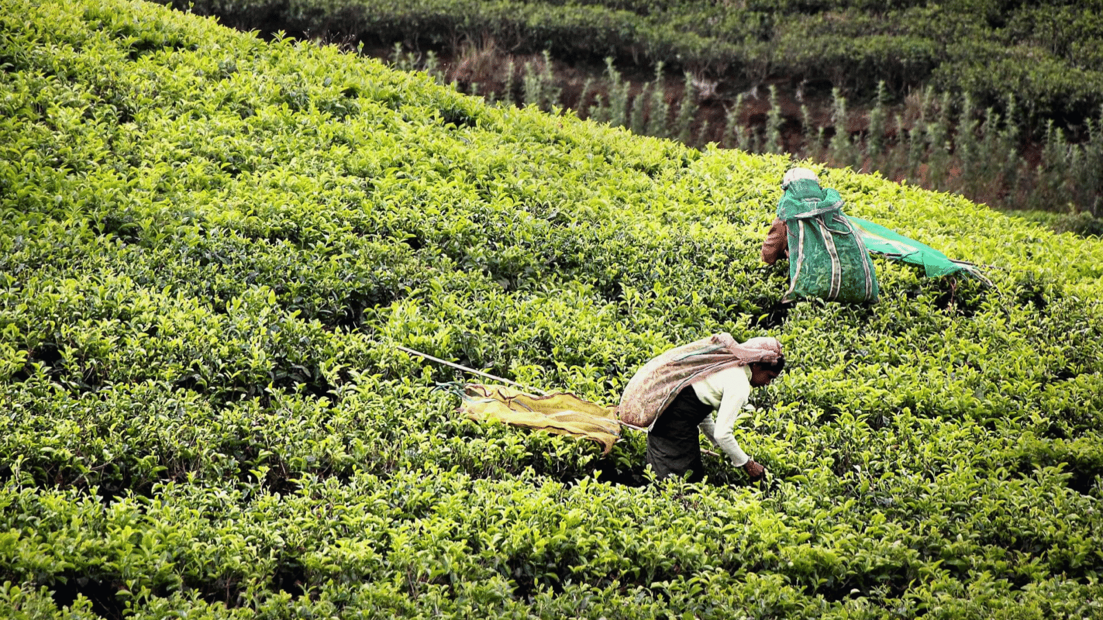 Tea Plantation Sri Lanka (2)