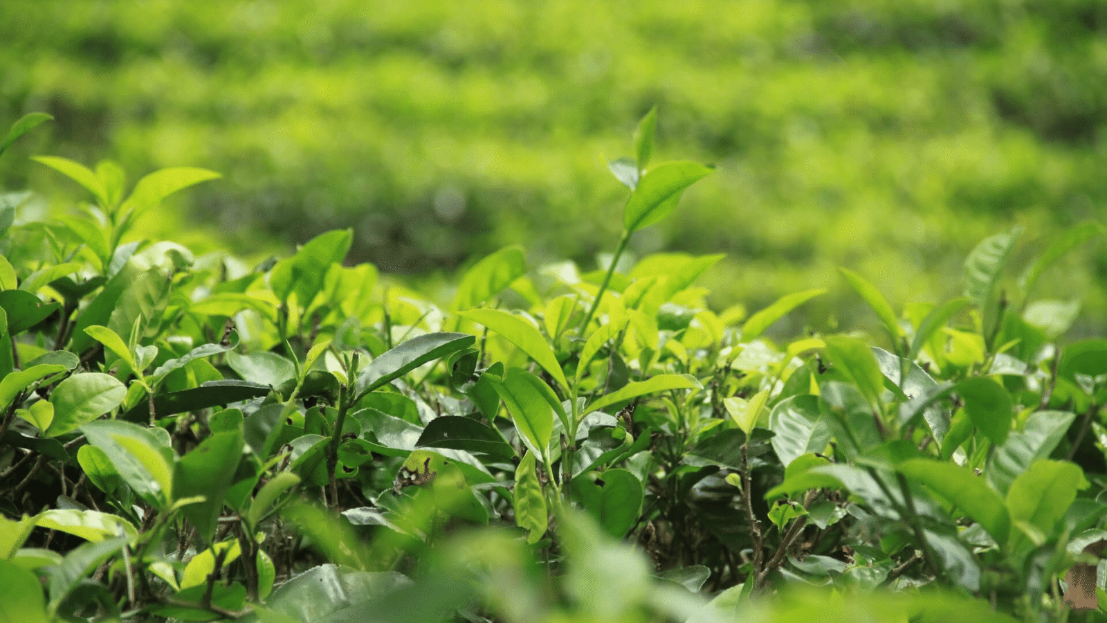 Tea Plantation Sri Lanka (3)