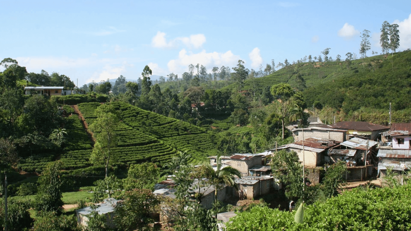 Tea Plantation Sri Lanka (5)