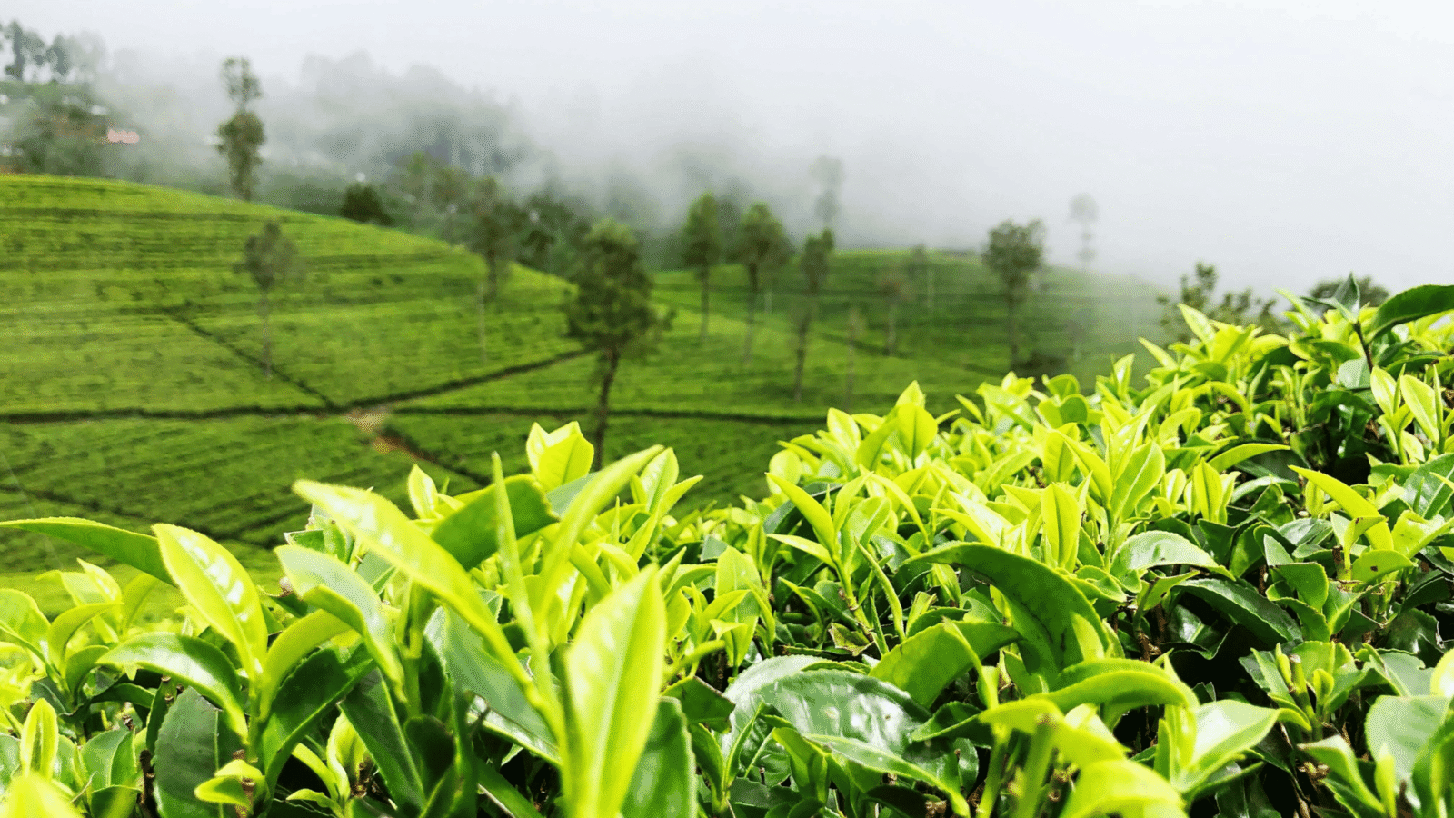 Tea Plantation Tours