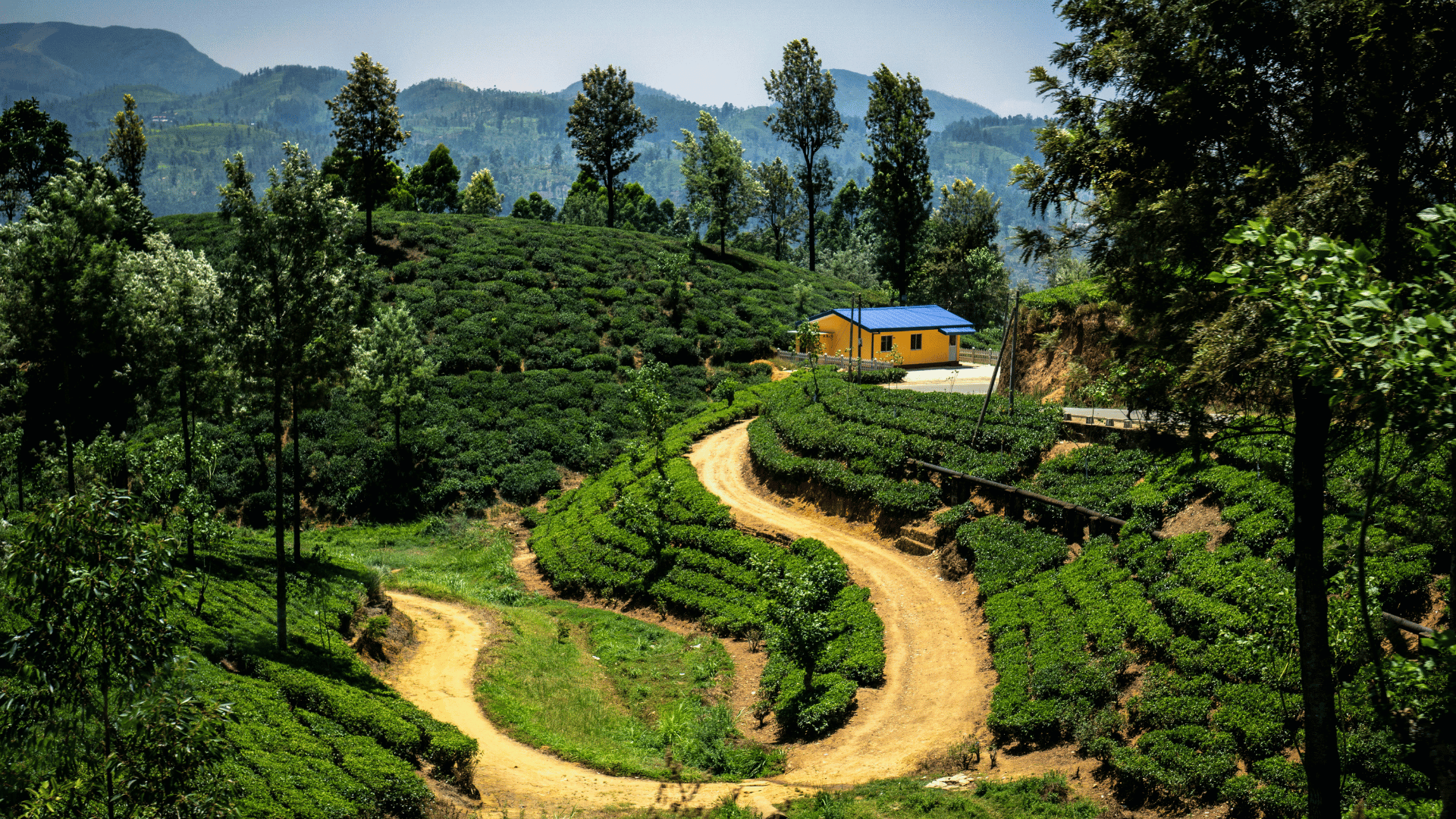 Tea Plantation Sri Lanka (8)