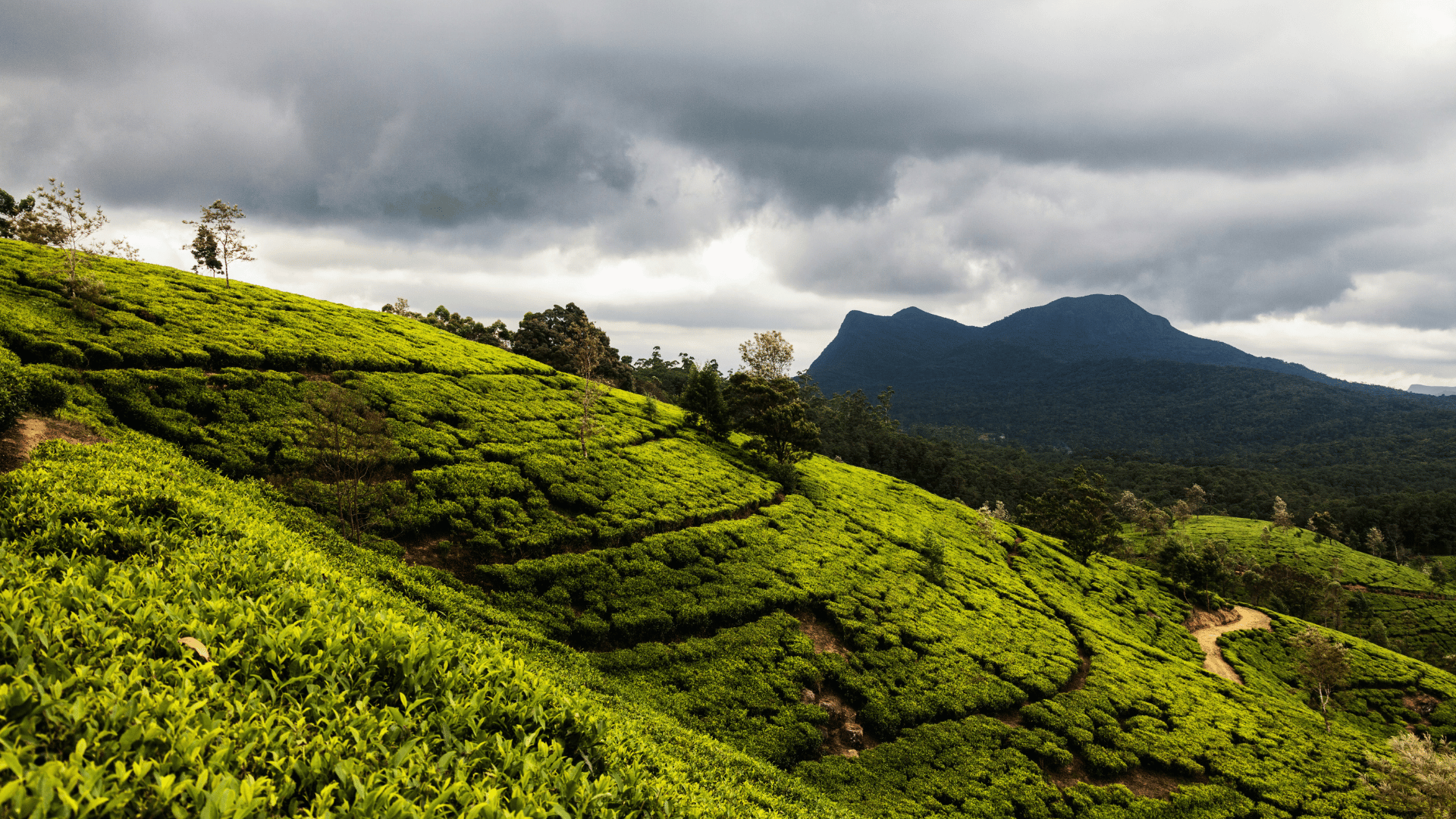 Tea Plantation Sri Lanka (9)