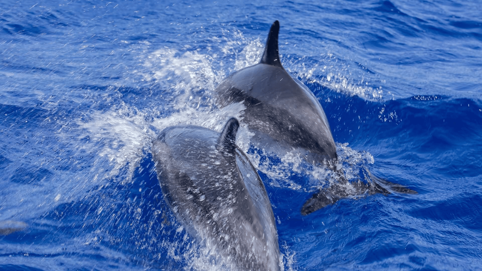 Whale Watiching Sri Lanka (2)