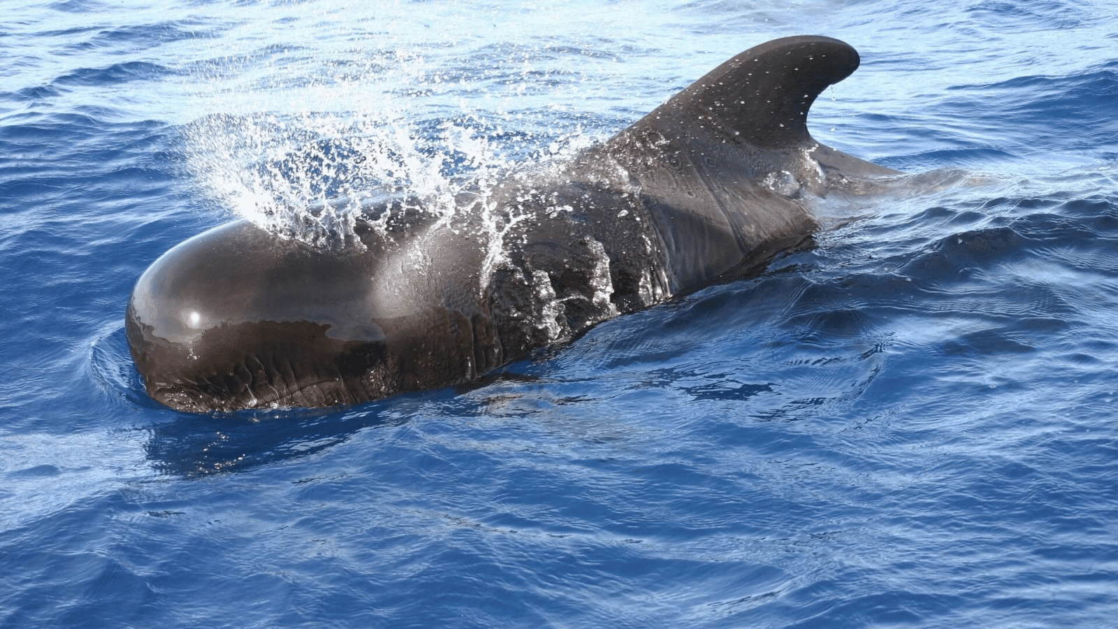 Whale Watiching Sri Lanka (3)