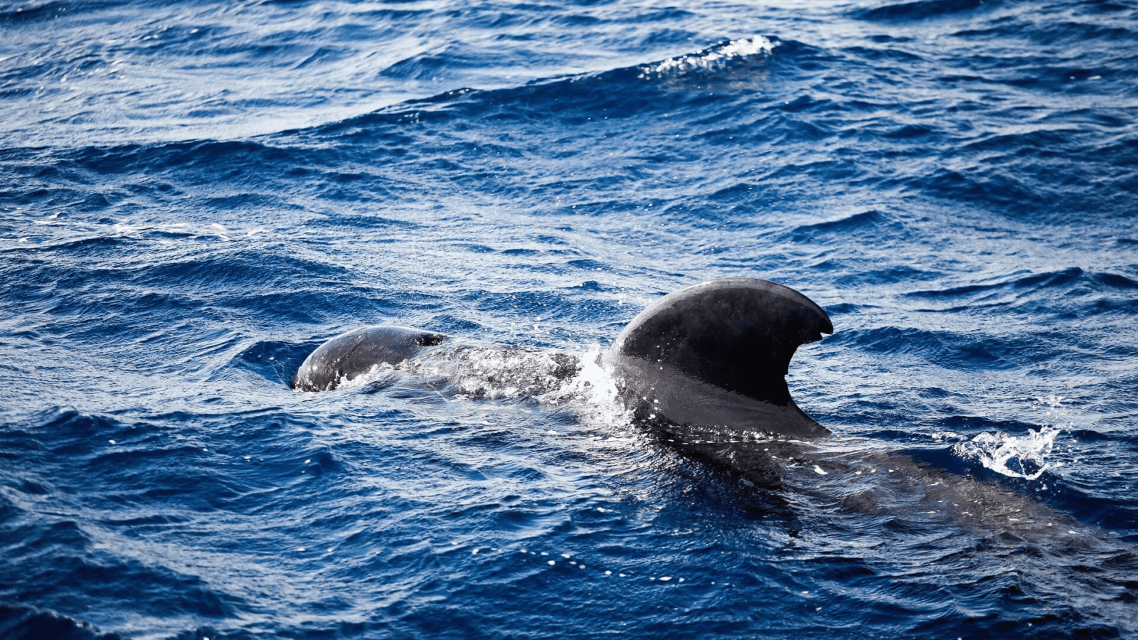 Whale Watiching Sri Lanka (4)