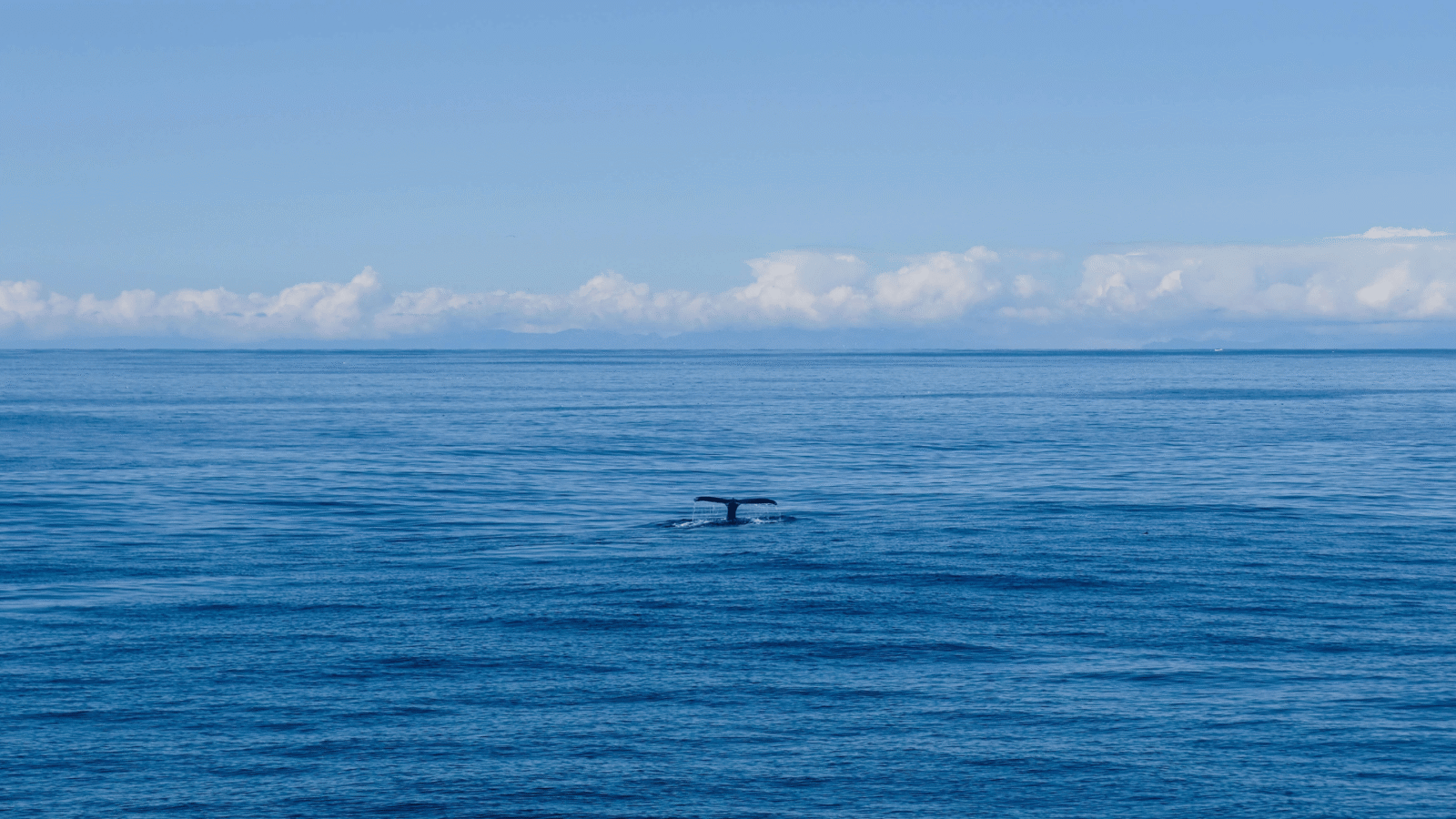 Whale Watiching Sri Lanka (5)