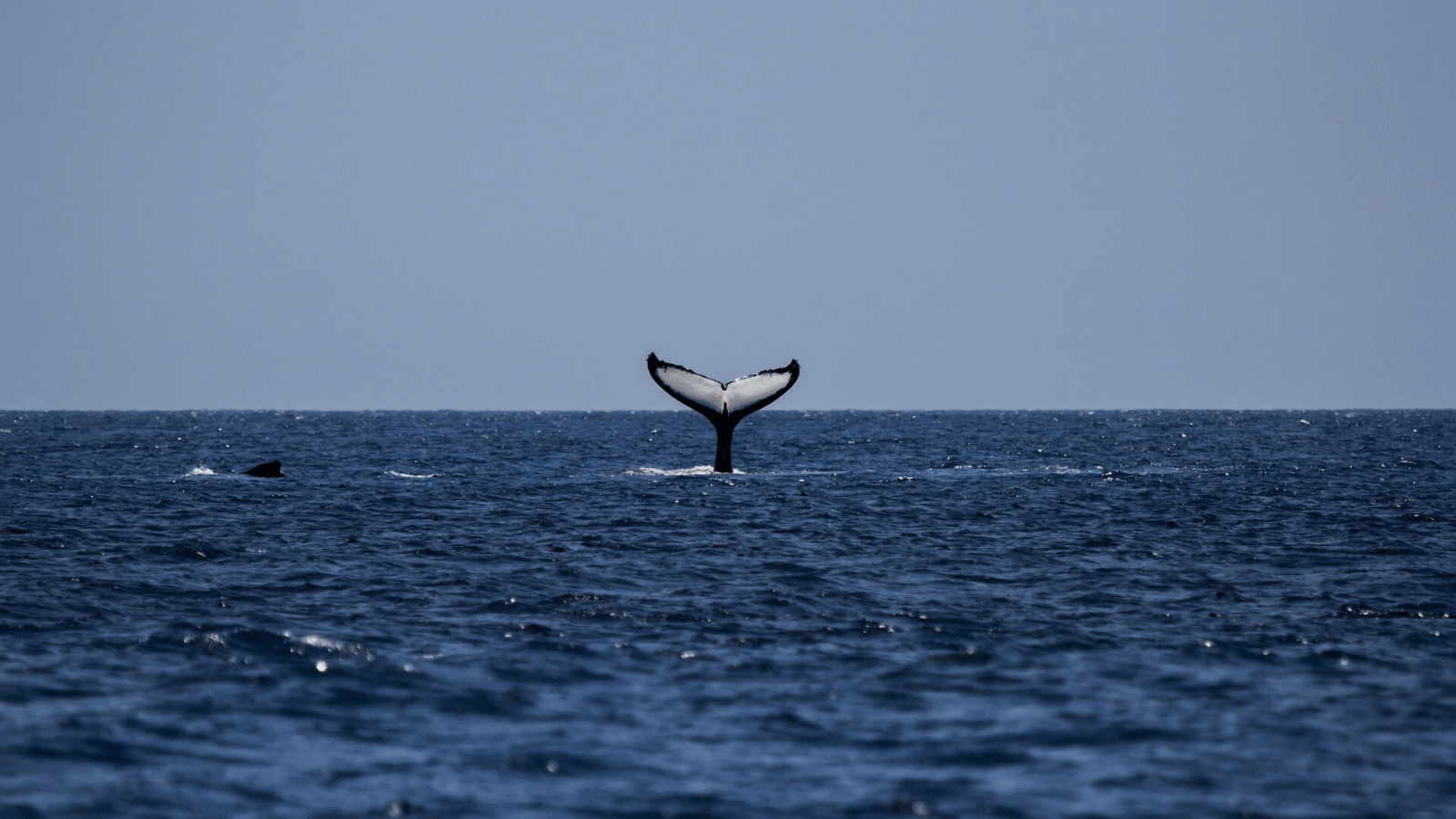 Whale Watiching Sri Lanka (6)