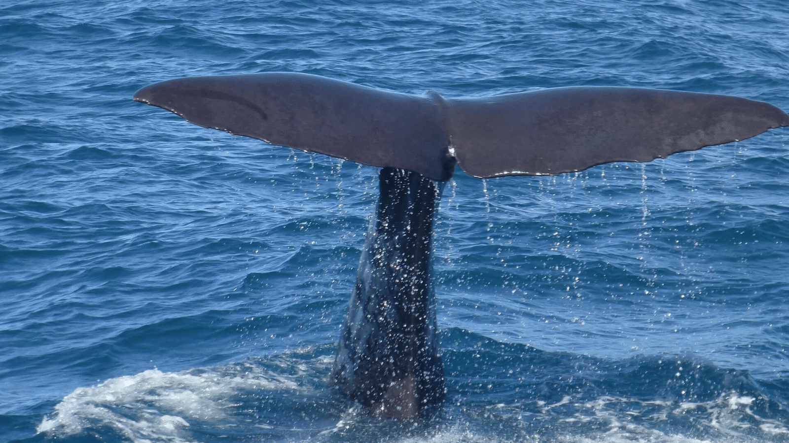 Whale Watiching Sri Lanka (7)