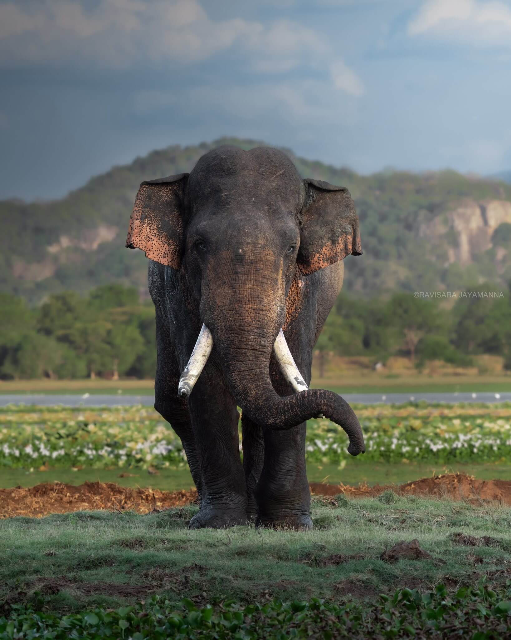 Wild Elephant
